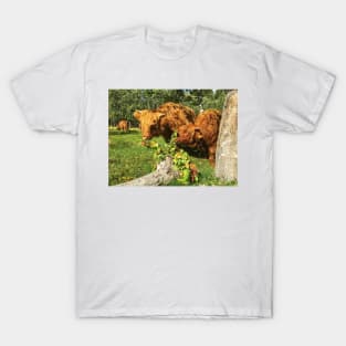 Scottish Highland Cattle Calves and Apples 2095 T-Shirt